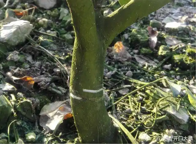 砂糖橘如何正确环割保果?