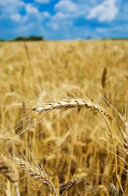 在字段中的金黄小麦照片-正版商用图片1948g2-摄图新视界