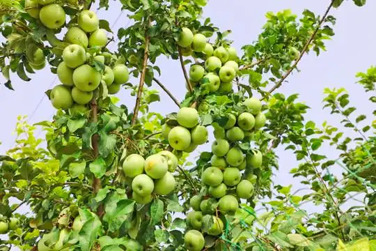 青苹果苹果树图片