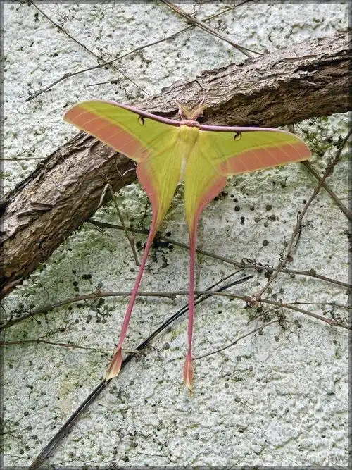 长尾大蚕蛾 鳞翅目 蚕蛾科 大蚕蛾属