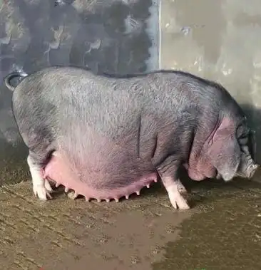 纯种太湖母猪原种一代梅山猪二花脸四脚白猪黑猪全国包运输