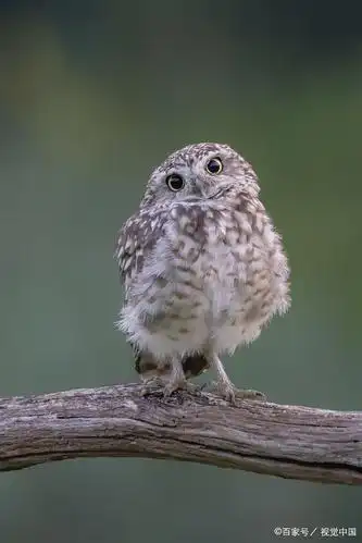 荷兰一只小猫头鹰好奇歪着头与摄影师对视动作呆萌有趣