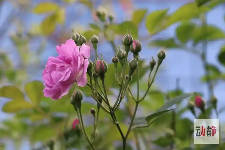诗不可说丨蔷薇花,朵朵精神叶叶柔,风光占断年年新