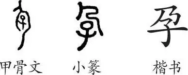 "孕"是会意字.甲骨文从人,从子,会怀孕之意.