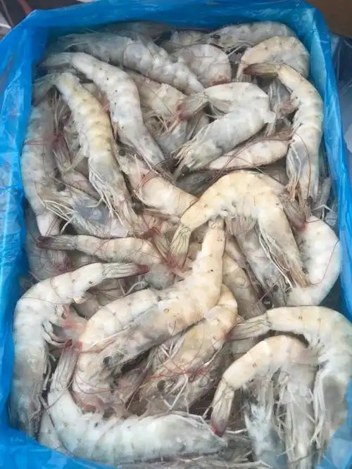 盐冻南美白对虾鲜冻海水虾酒店连锁餐饮自助烧烤