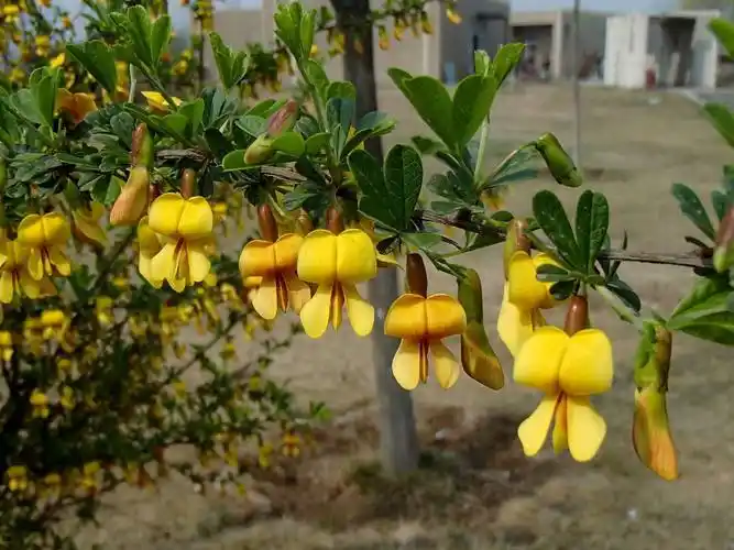 锦鸡儿花图片锦鸡儿图片锦鸡儿植物图片