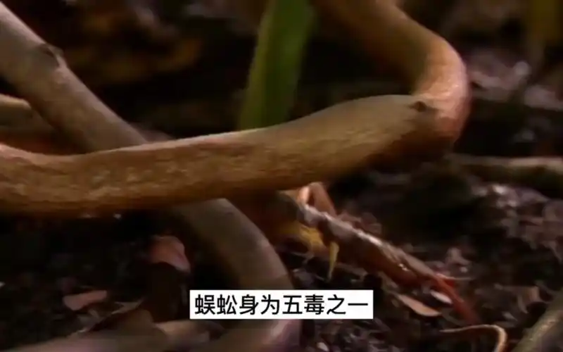 蜈蚣身为五毒之一,却毒不死公鸡?公鸡吃蜈蚣就像吃辣条!