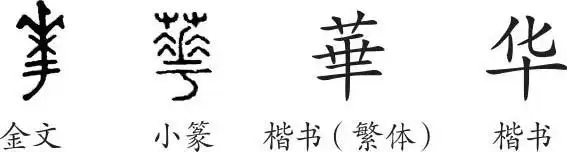 《华》字义,《华》字的字形演变,小篆隶书楷书写法《华》