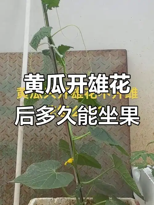 黄瓜只开花不结果?教你如何判断雌花何时出现