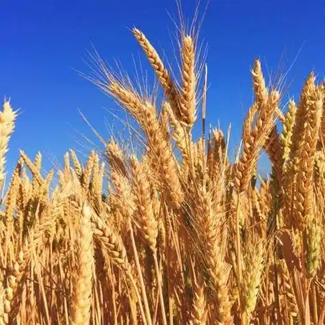 个性独特的风景头像喜悦丰收的麦田风景