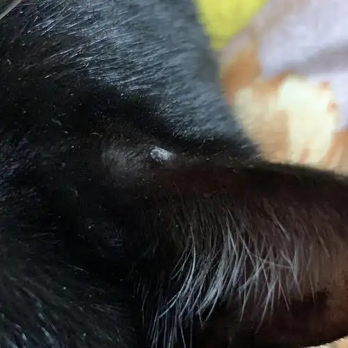 讨论二猫耳朵长灰色的东西