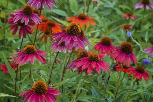 美丽松果菊vv首发