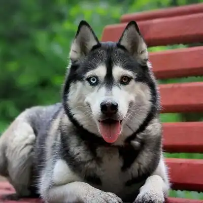 哈士奇头像哈士奇头像搞笑高清图片