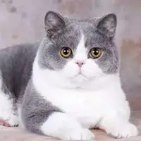 英短头像 蓝白英短猫咪头像_微信头像图片大全