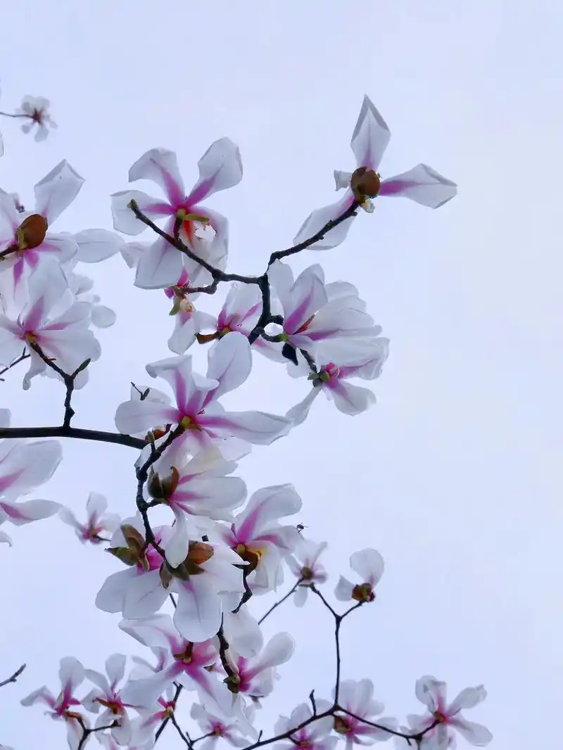 93 玉兰花开,痴情人来~白玉兰的花语是报恩,高洁,纯洁,真 - 抖音