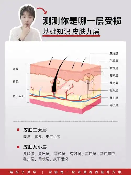 皮肤31566大层表皮层,真皮层,皮下组织-皮肤91566小层皮脂