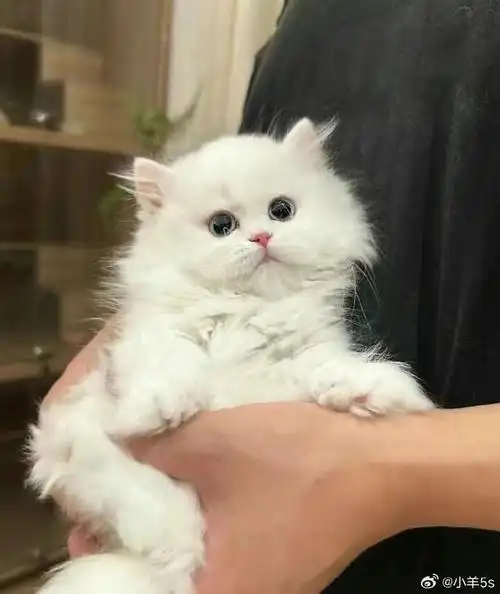 纯白拿破仑##猫咪##纯白拿破仑找家##可爱猫咪