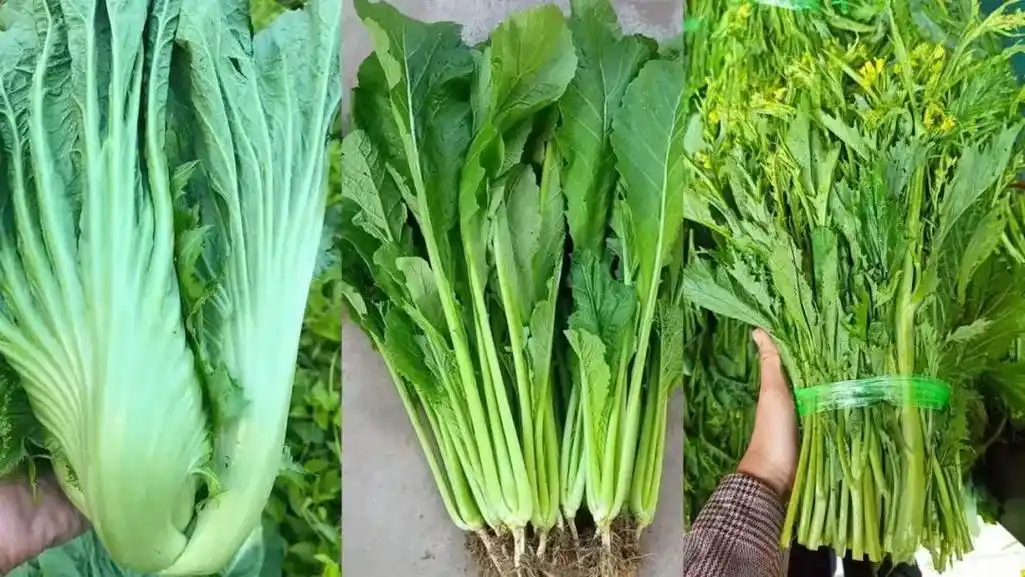 云南苦菜 云南苦菜,又叫大苦菜,小苦菜,苦菜苔.花叶苦菜属十 - 抖音