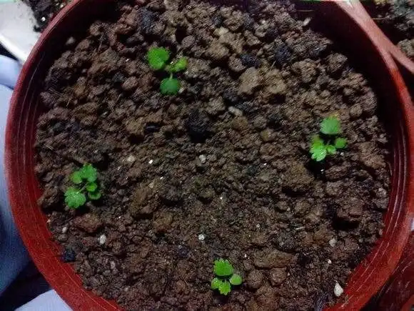 看我的小草莓已经发芽了,不论他会不会结出果实,他依然是我种的,但是