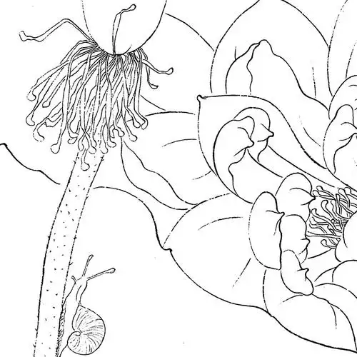 工笔画白描底稿荷花实物勾线打印稿杨冬冬冬冬灼华国画
