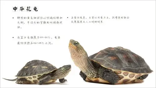 强烈建议先收藏73种龟类一次介绍完总有几款适合你肆养来稿