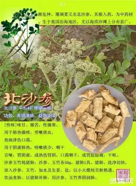 100种中草药大全名字和图片形态及功效主治