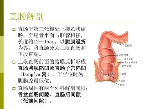 腹膜返折 骨盆直肠间隙