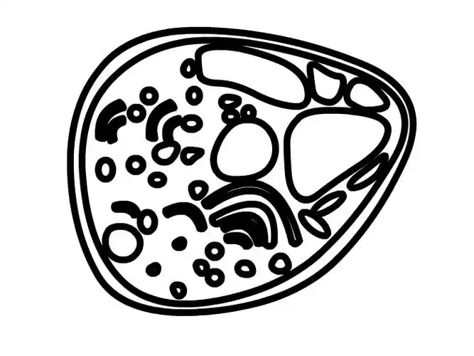 动物细胞怎么画