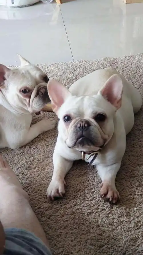 重庆低价转让两只成年母法斗