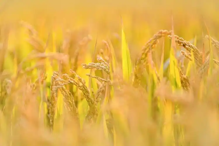 五谷丰登乐淘淘