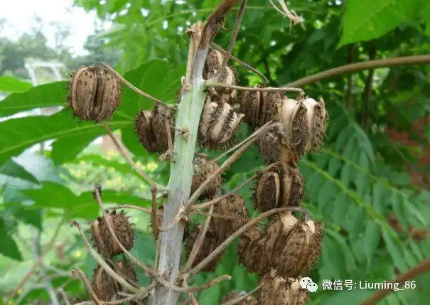 扫黑风暴中毒死马帅的蓖麻堪称完美毒药为何曾大面积种植
