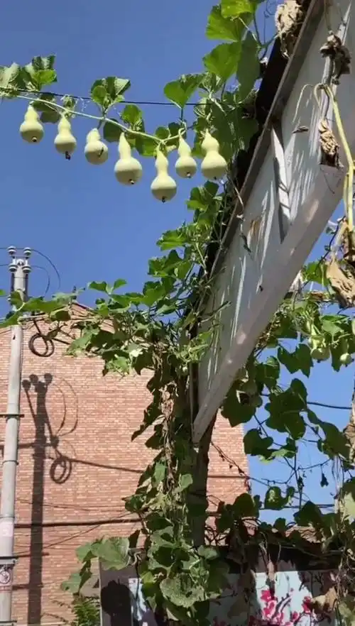 一根葫芦藤上长了七个葫芦,网友戏称真出来七个葫芦娃的话,主人就得是