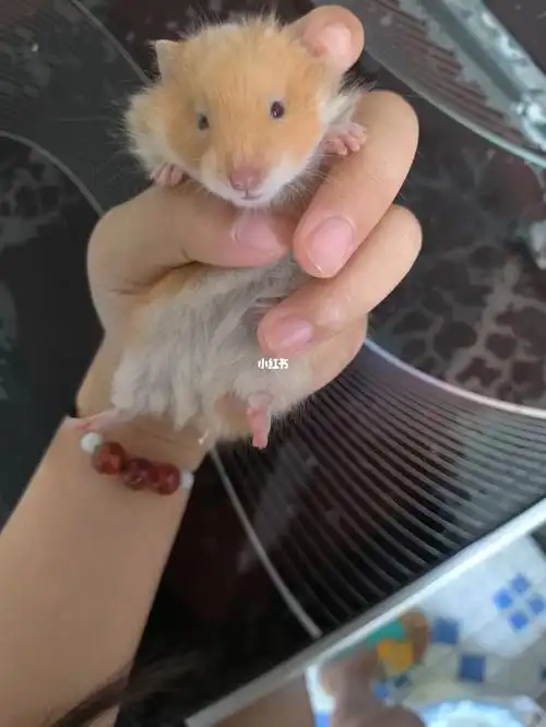 付邮送长毛肉桂金丝熊