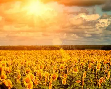 向日葵地上的金色夏日阳光照片