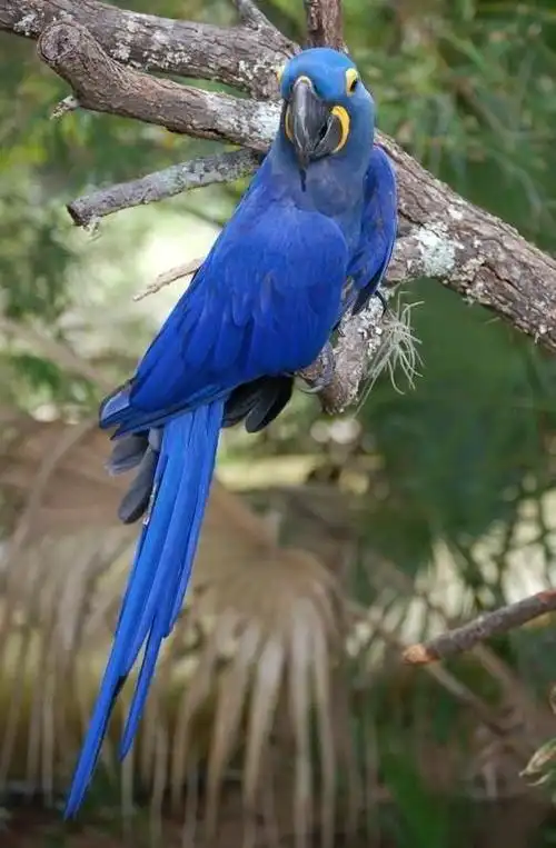 世界上最稀有的6种鹦鹉其中最珍贵的可以卖到20余万元一只