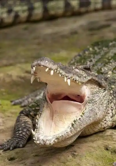 神出鬼没的食人巨兽之一:古斯塔夫,狂杀300人,至今还没逮到_鳄鱼