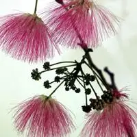 合欢花图片头像大全