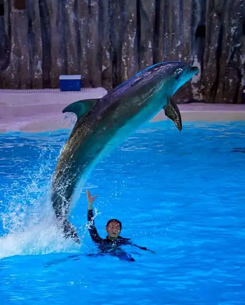 了北京海洋馆和珠海长隆海洋乐园,拍摄了一组海豚跳水飞跃表演的照片