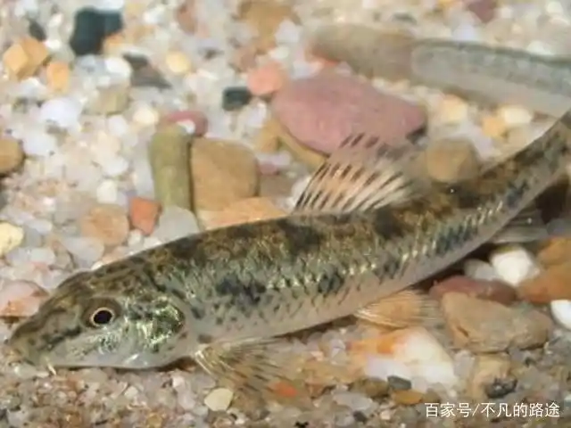 这种鱼被称为世界冠军,富含高蛋白,想吃却不好捕捉!