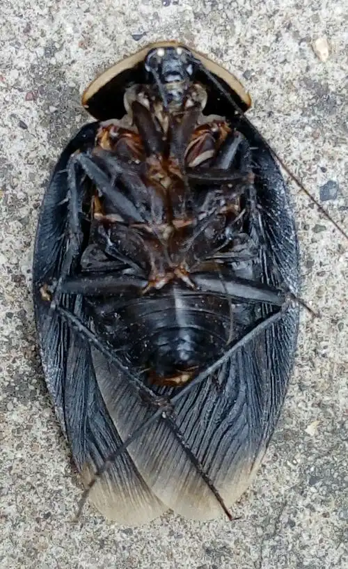 在家里发现的大虫子,椭圆形,有翅膀,比一元硬币长一些,网上查有人说是