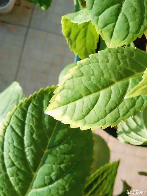 请教无尽夏老叶下垂打卷咋回事