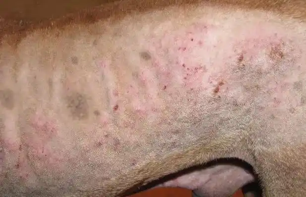 猪常见寄生虫病——疥螨虫