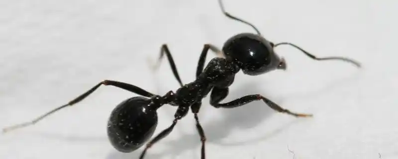 中国常见的蚂蚁