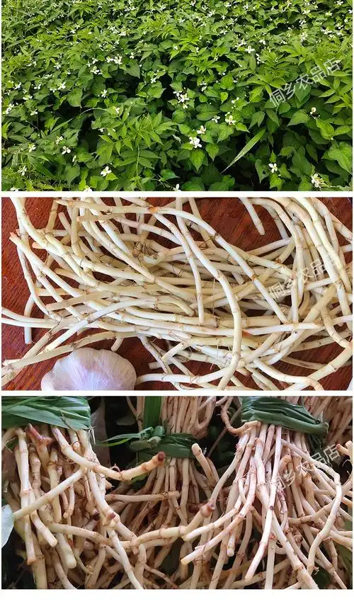 贵州从江野生折耳根新鲜鱼腥草现挖发货500克