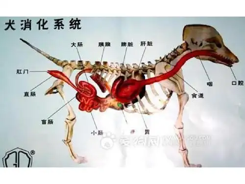 犬各器官解剖结构图 精ppt