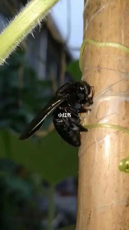好大的一只黑马蜂