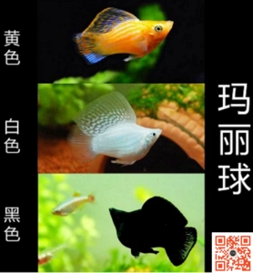 球玛丽皮球鱼玛丽球黑玛丽米奇鱼月光鱼熊猫鱼好活鱼胎生鱼热带鱼