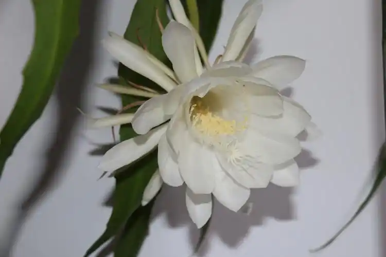 美丽的"昙花一现",寓意好运,吉祥!