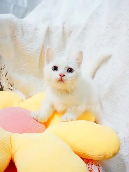 广州minute乳白纯白矮脚曼基康1800起找新家