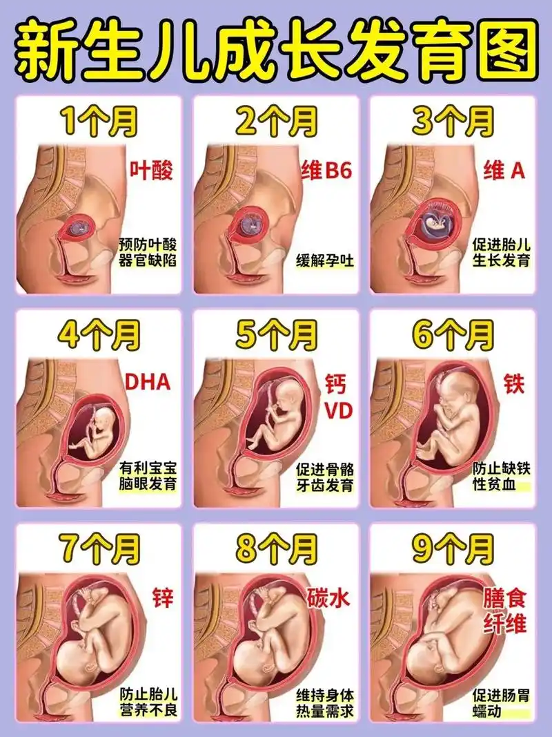 胎儿每月发育情况!所需营养和注意事项!#孕妈 #怀孕 #孕 - 抖音